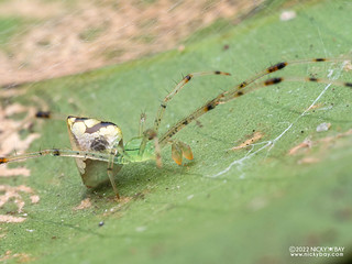 Mirror spider (Thwaitesia sp.) - P6100538