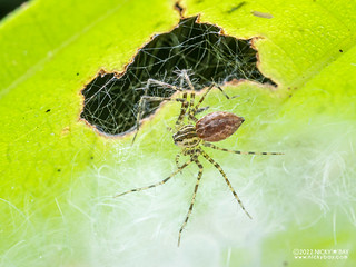 Nursery web spider (Architis sp.) - P6100493