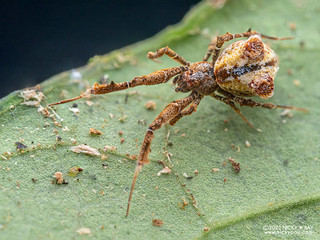 Feather-legged spider (Uloborus sp.) - P6090391