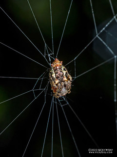Orb weaver spider (Wagneriana sp.) - P6100593