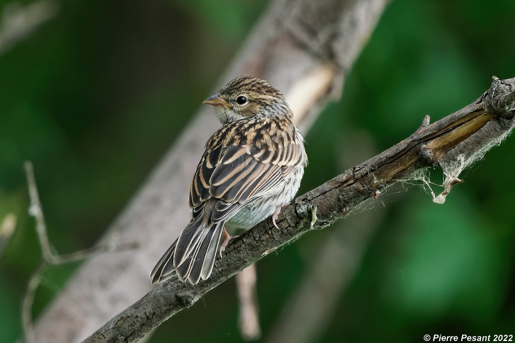 BRUANT FAMILIER / CHIPPING SPARROW (Spizella passerina)