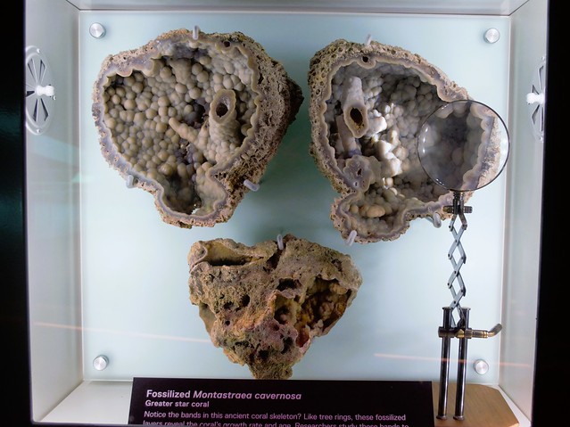 Miami, FL - Frost Science Museum - Power of Science - Fossilized Montastraea cavernosa (Star Coral)