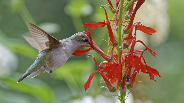 A Ruby-throated Hummingbird (female)
