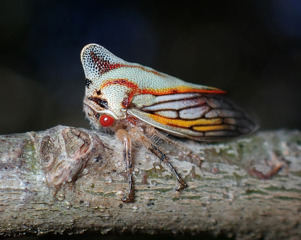Oak Treehopper - Platycotis vittata | Contra Costa County, C… | Flickr