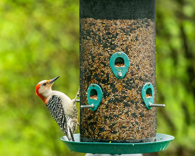 woody woodpecker visiting in the yard - 2019