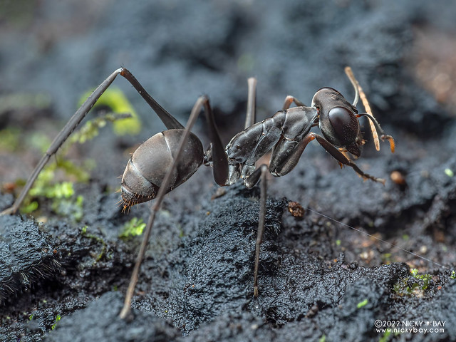Jumping ant (Gigantiops destructor) - P6100884