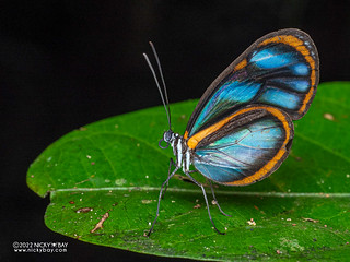 Butterfly (Hypoleria sarepta) - P6100546