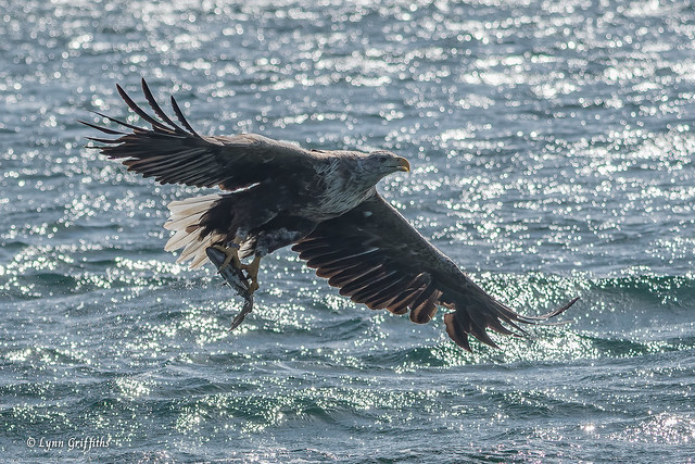 White-tailed Sea Eagle 504_5453.jpg