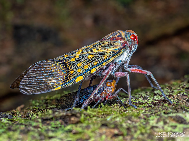 Lantern bug (Scaralis sp.) - P6100851