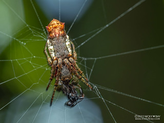 Orb weaver spider (Wagneriana sp.) - P6100629