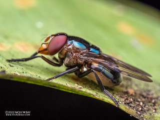Bromeliad fly (Copestylum sp.) - P6100565