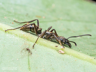 Ant (Neoponera inversa) - P6100558