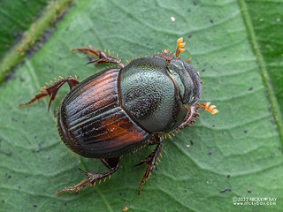Dung beetle (Onthophagus rubrescens) - P6100524