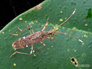 Seed bug (Rhyparochrominae) - P6090407