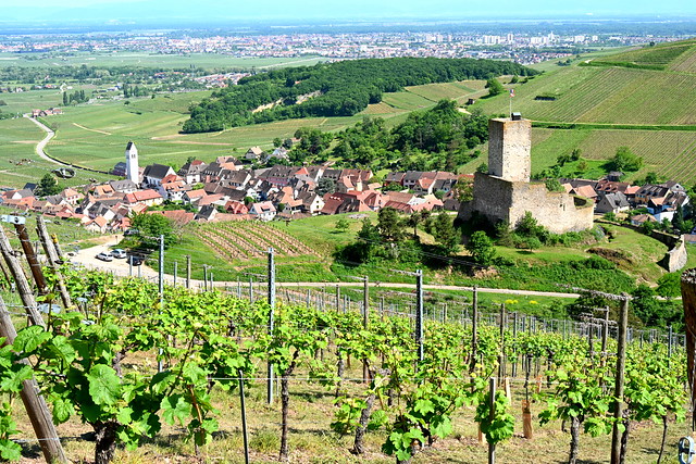Château du Wineck (Katzenthal, F)