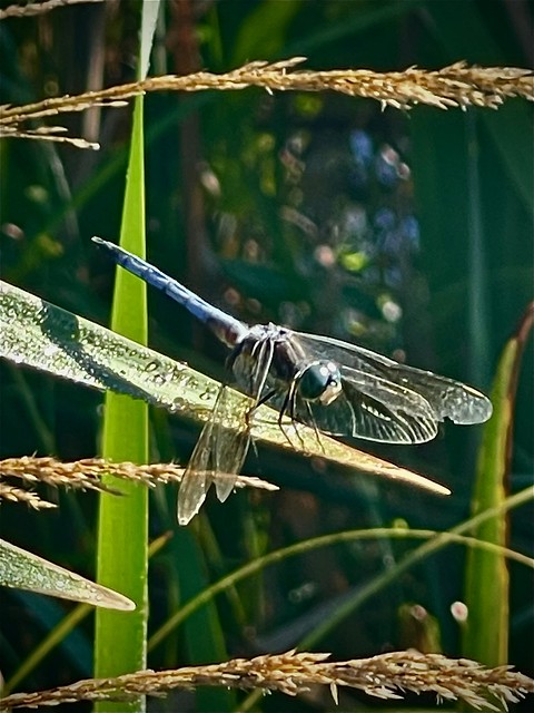 A Dragonfly in the morning dew