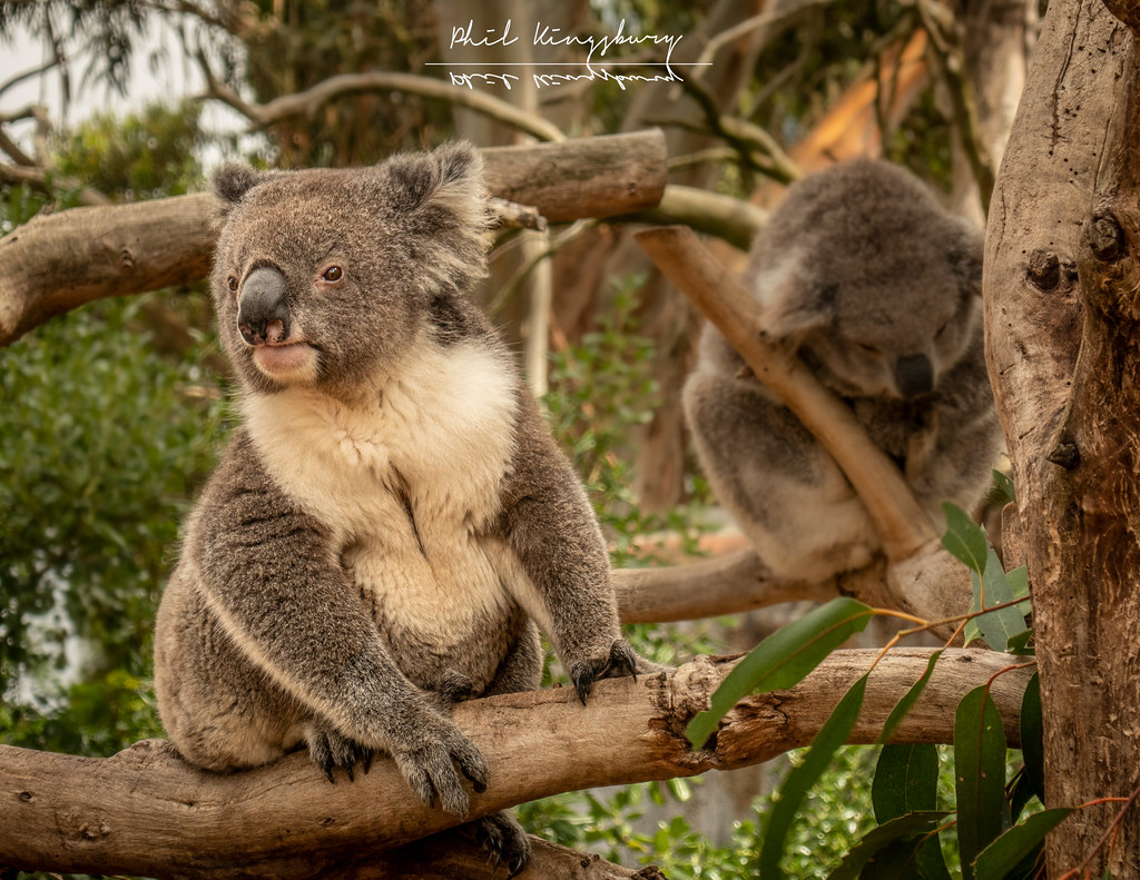 Koalas at Kangaroo Island Wildlife Park, South Australia