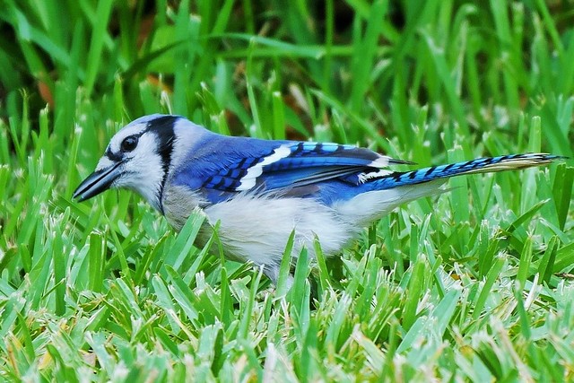 Blue Jay Searching For Seeds In My Backyard  (Cyanocitta cristata)