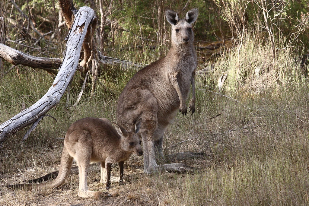 Eastern Grey Kangaroo with joey, Dunkeld, Vic.
