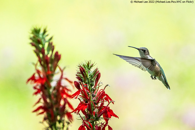 Ruby Throated Hummingbird (20220814-DSC04290)