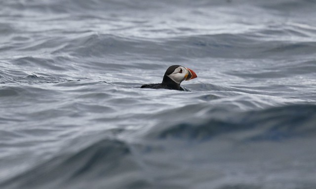 Atlantic puffin (fratercula arctica) swimming in the waves