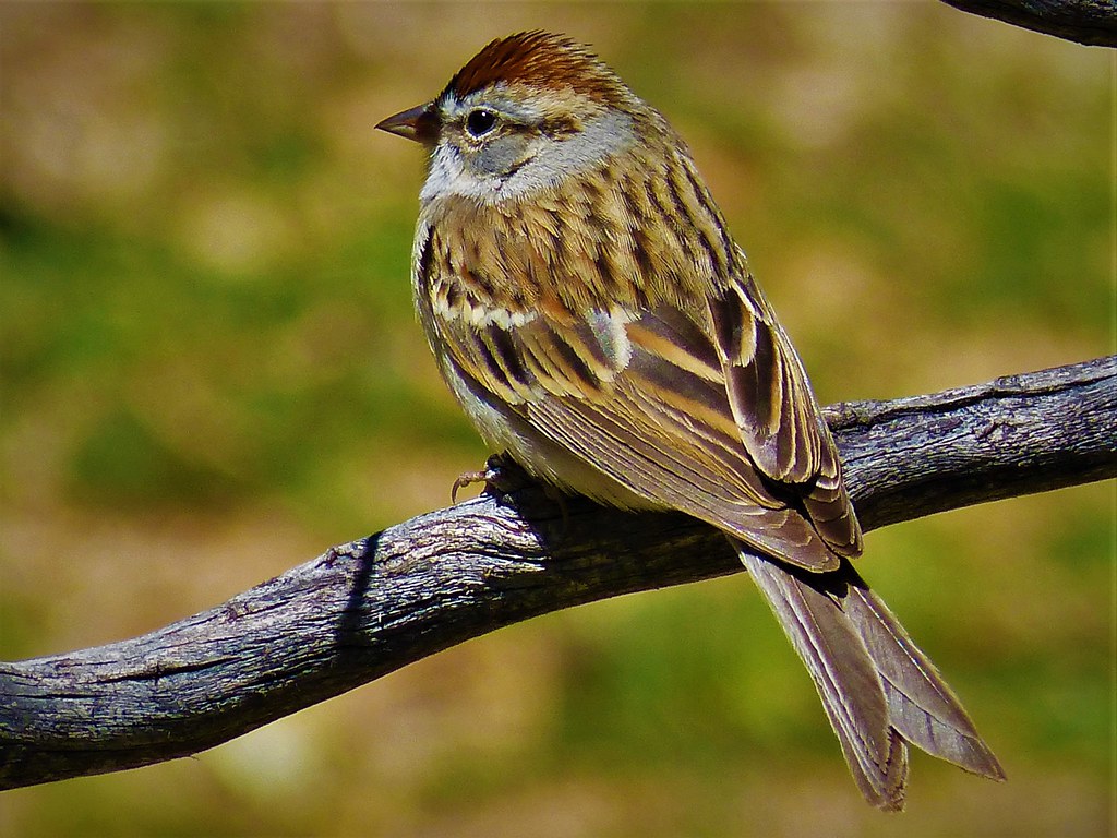 Chipping Sparrow AZ 2