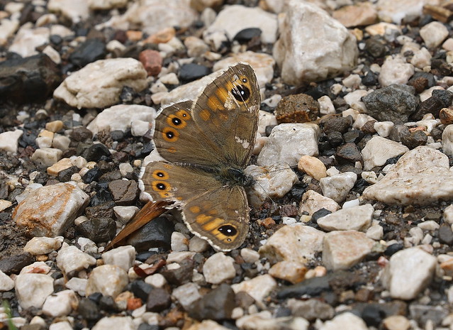 Bjerg-Vejrandøje (Northern Wall Brown Butterfly / Lasiommata petropolitana)