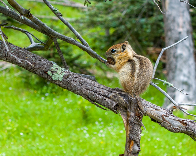 Mini-Bear (Golden-Mantled Ground Squirrel) Enjoying a Healthful Snack-01798