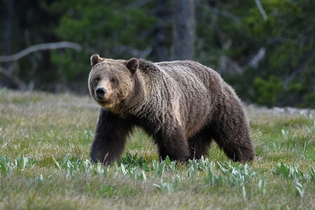 Female grizzly bear (Ursus arctos horribilis)