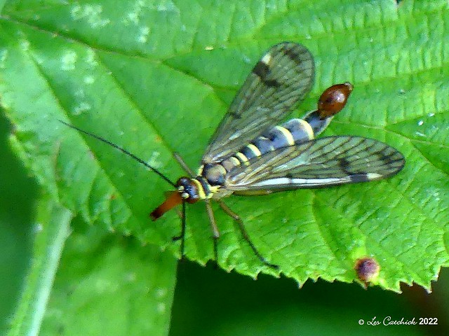 Scorpion fly (Panorpa sp. - male)