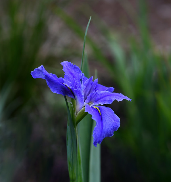 Iris blues