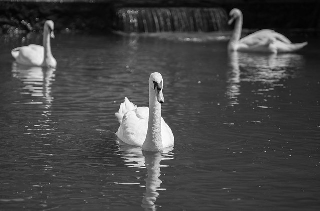 Swans bw