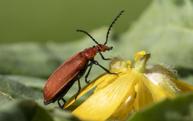 Beetle, Pyrochroidae_Pyrochroa serraticornis (Red-headed cardinal beetle) 2022-07