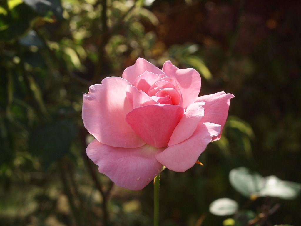 S8150203 Rose Rosa-Rot