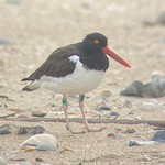 American Oystercatcher with a green CC4 leg band stands in the sand An American Oystercatcher with a green CC4 leg band stands in the sand, surrounded by shells. Photo taken through a spotting scope. 
