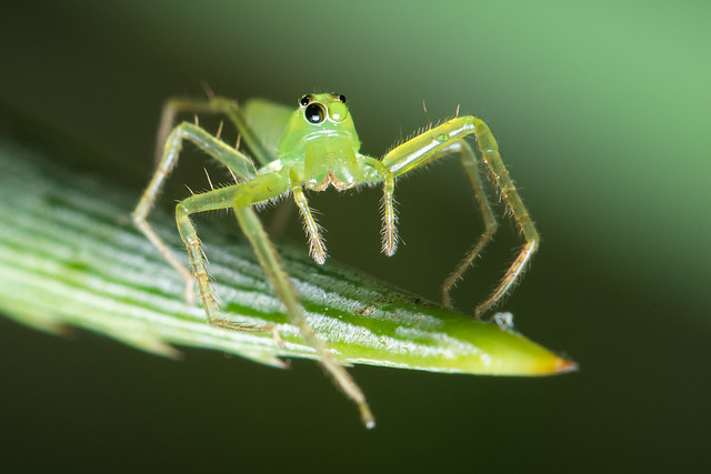 Green jumping spider (Lyssomanes sp)