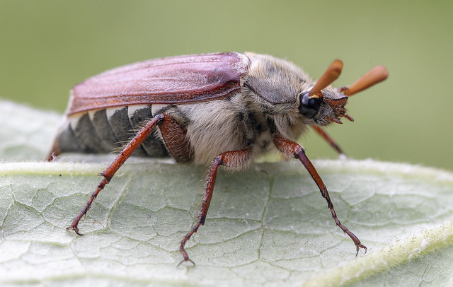 Beetle, Scarabaeidae_Melontha melontha (Common cockchafer) 2022-05