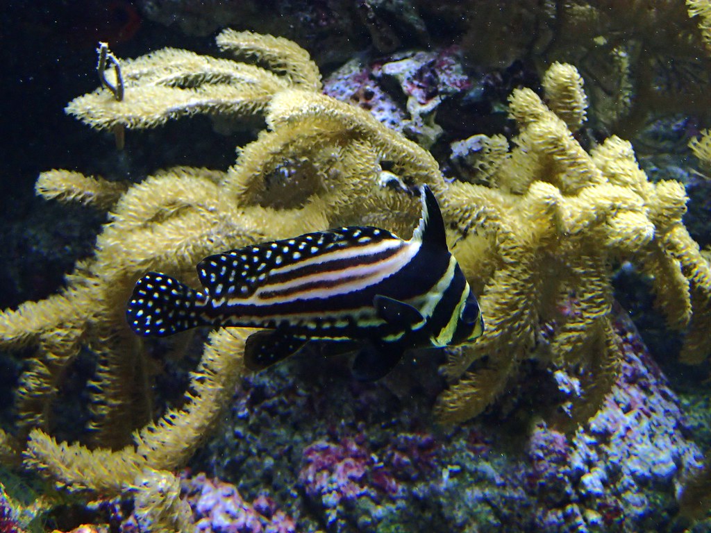 Equetus punctatus - Chevalier ponctué ou Monsieur l'Abbé ou Curé ou Bourreau (Martinique, Guadeloupe) - Spotted ribbonfish or Spotted drum - 18/07/22