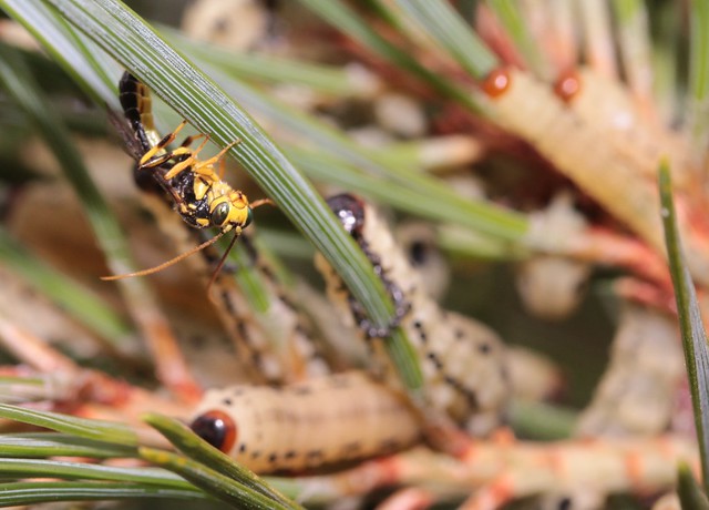 Pine sawfly Diprion pini & ichneumon indet