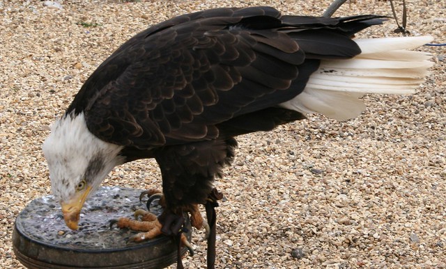 Eagle Flying Experience, Shuttleworth, Bedfordshire 20150328