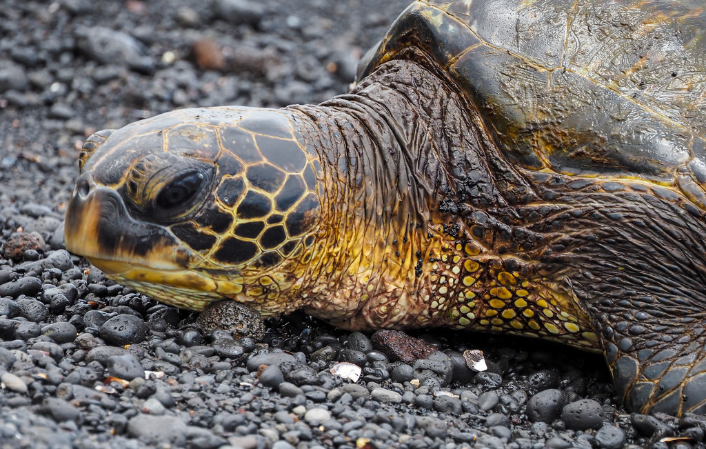 Close up: Hawaiian green sea turtle basking on black sand … | Flickr
