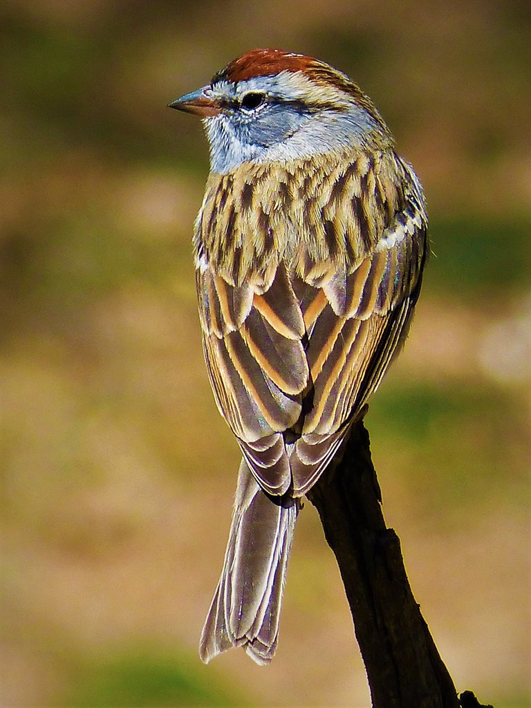 Chipping Sparrow AZ 1