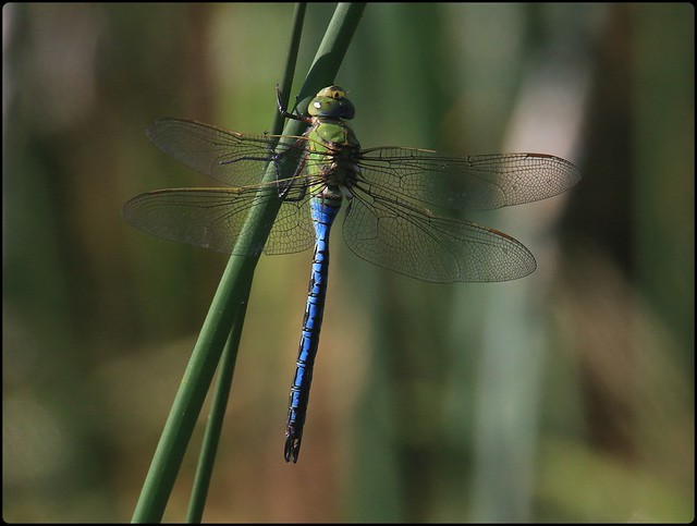 Emperor Dragonfly - Coombe Hill
