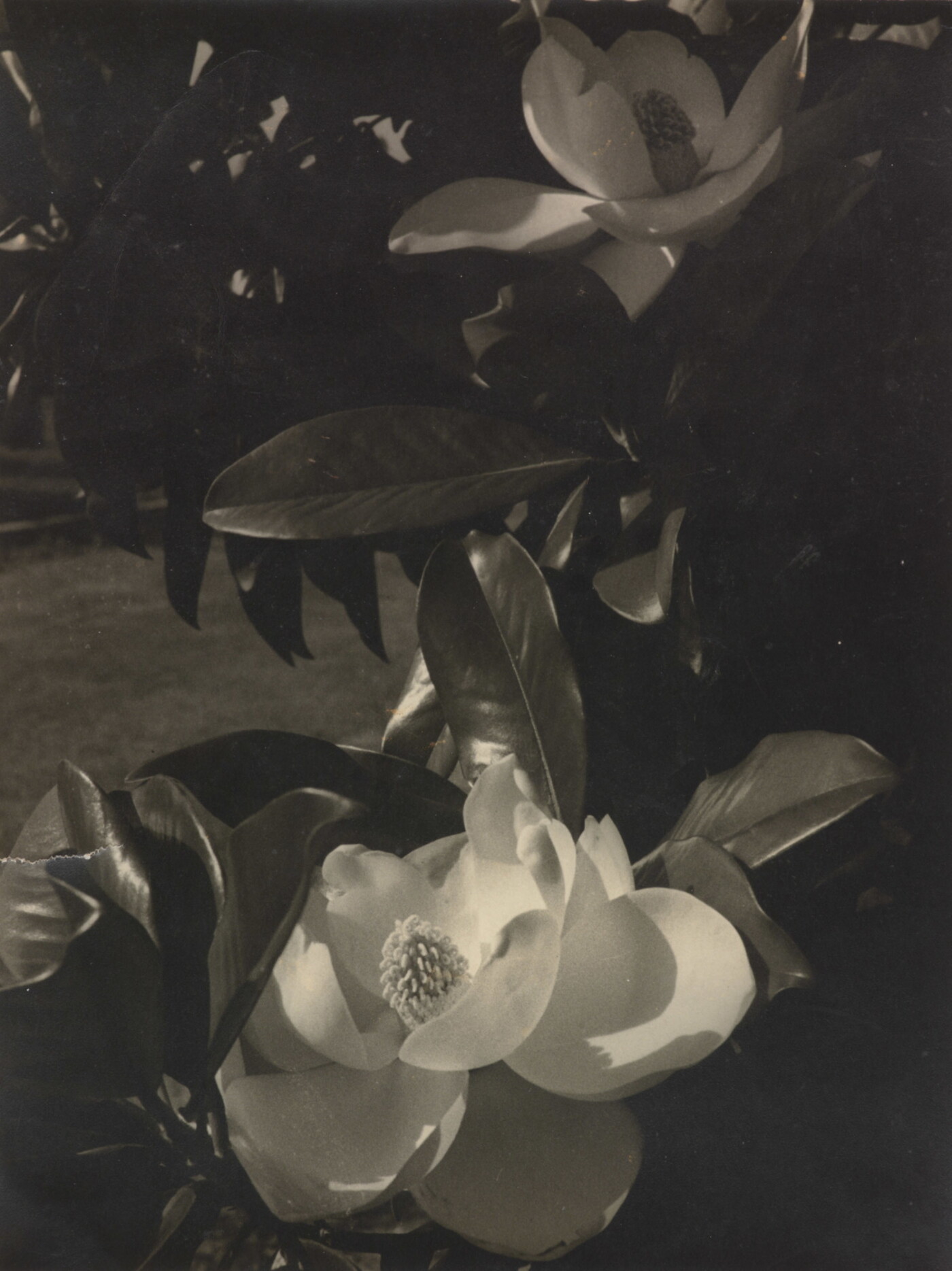 Carlotta Corpron (1901-1988); [Magnolia blossoms]; ca. 1930-1940; Gelatin silver print; Amon Carter Museum of American Art; Fort Worth, Texas; P1988.16.52 