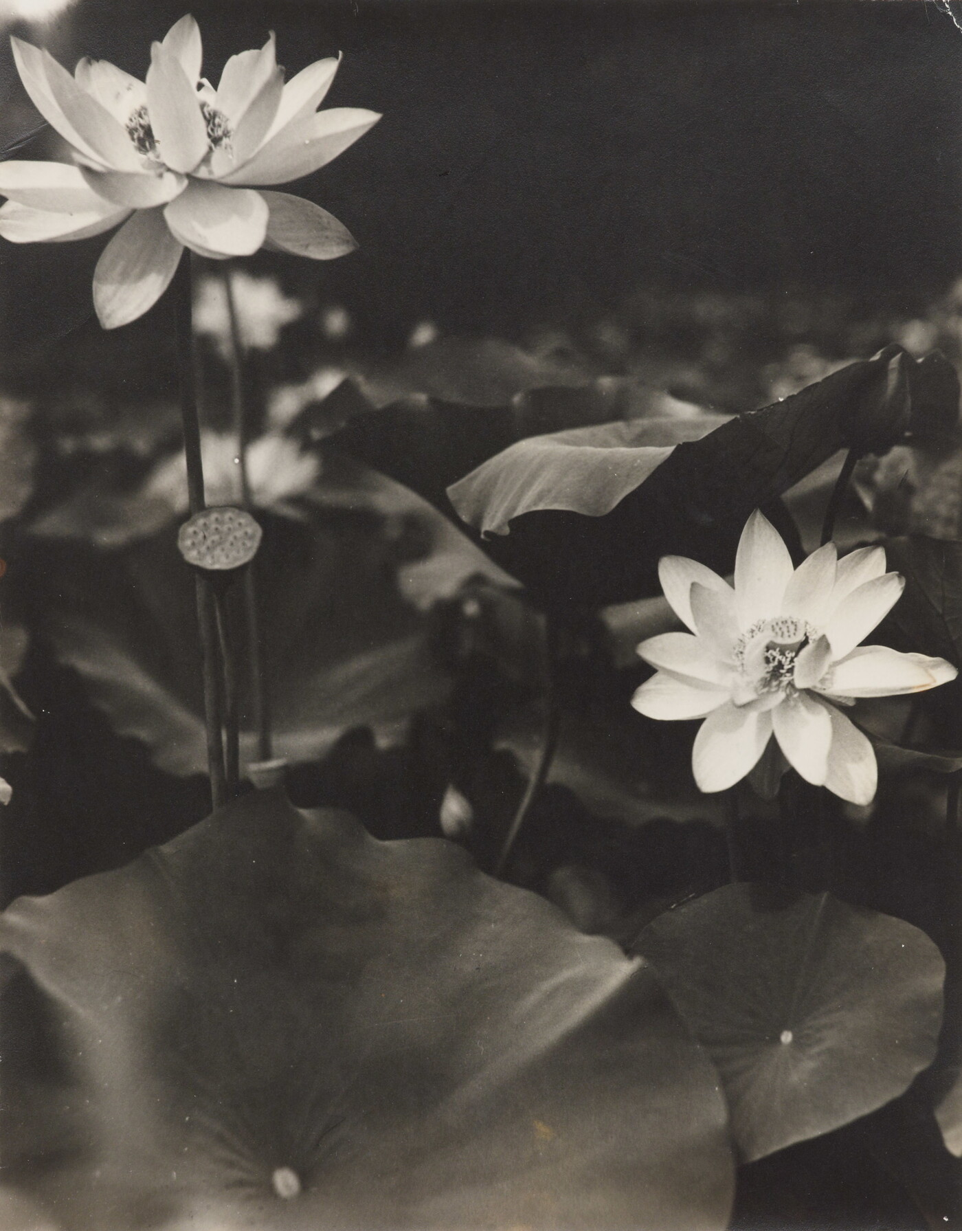Carlotta Corpron (1901-1988); [Lotus blossoms]; ca. 1930-1940's; Gelatin silver print; Amon Carter Museum of American Art; Fort Worth, Texas; P1988.16.91 