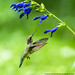 Ruby Throated Hummingbird (20220814-DSC04500-Edit)