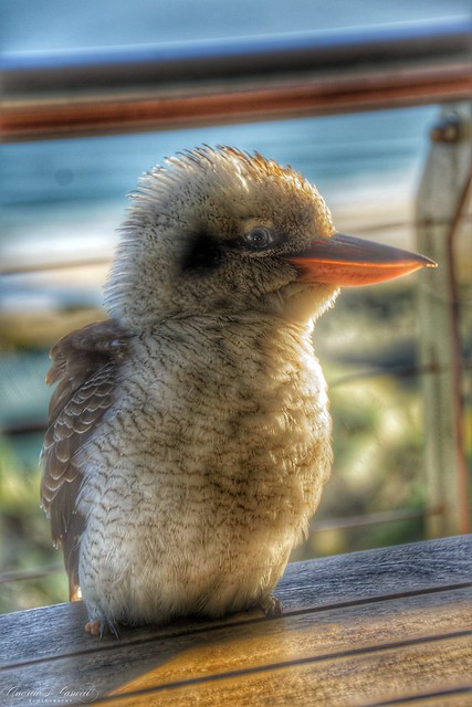 Kookaburras at Straddie