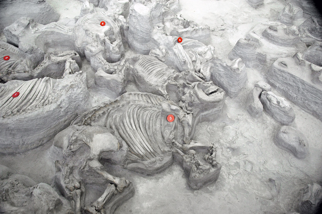 Teleoceras major (fossil barrel-bodied rhinos) in volcanic tuff (Ash Hollow Formation, Miocene, 11.83 Ma; Ashfall Fossil Beds, Nebraska, USA) 28