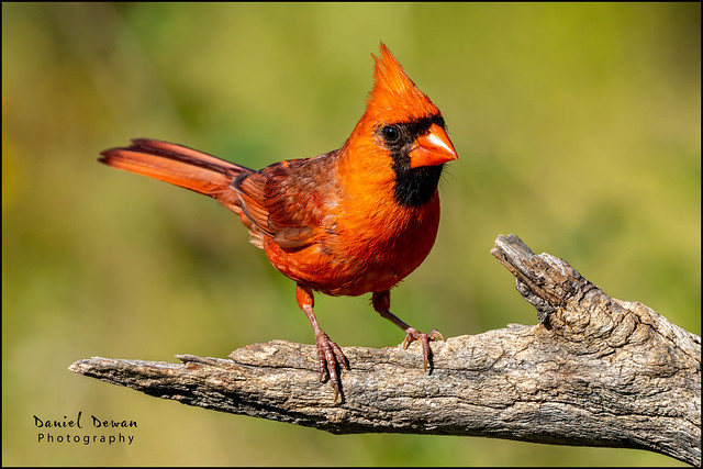 Male Nothern Cardinal