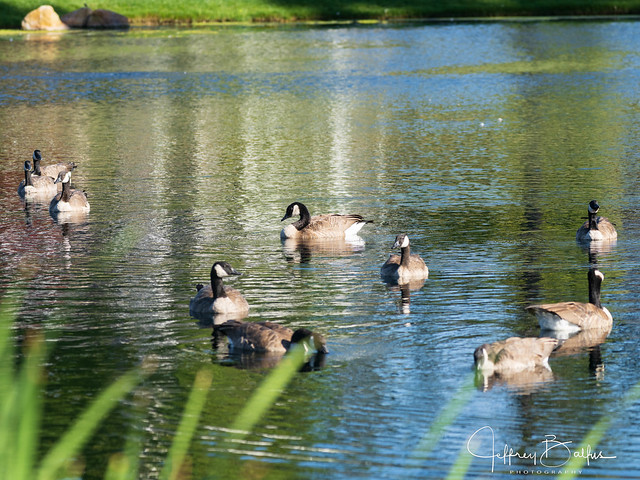 Canadian Geese in enjoying the pond